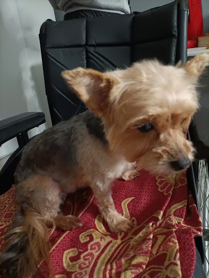 La Haye Canin, Toiletteur pour Animaux à La Haye