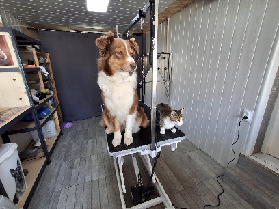 Nola & Co, Toiletteur Pour Animaux à Champeaux