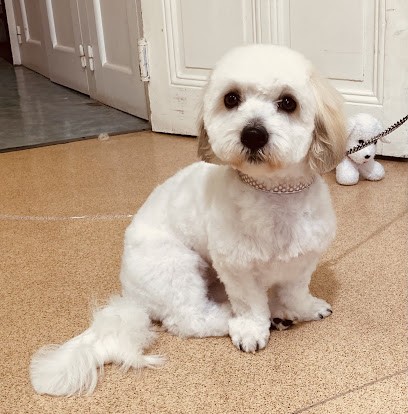 Happy-Dog, Toiletteur pour Animaux à Thizy-les-Bourgs