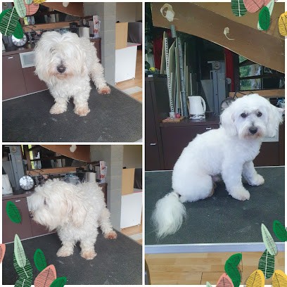 Pipsy & Cie, Toiletteur pour Animaux à Pont-l'Évêque