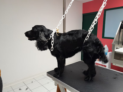 Le Toilettage De Céline, Toiletteur Pour Animaux à Lamballe-Armor