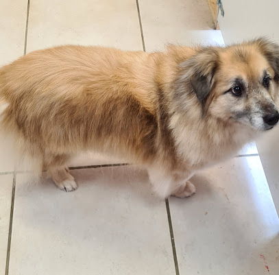 Le Ch'ti Pollux Toilettage Canin Et Félin, Toiletteur Pour Animaux à Bollezeele