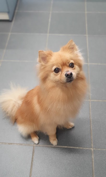 Dog Attitude, Toiletteur pour Animaux à Saint-Égrève