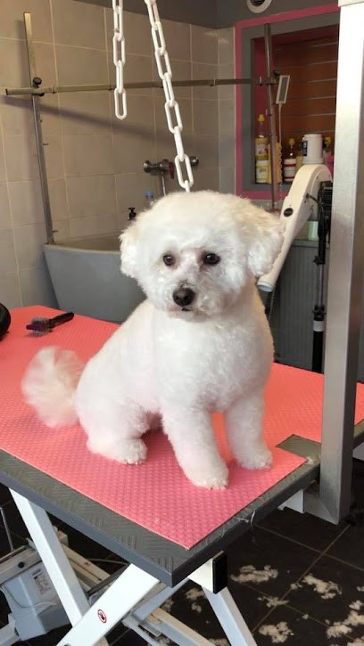 Dog'Seduction, Toiletteur pour Animaux à Saint-Denis-en-Val