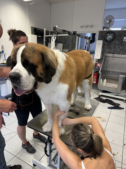 Cooky Dog, Toiletteur pour Animaux à Bois-le-Roi