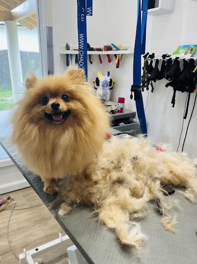 Toilettage - Esthetic Doggies, Toiletteur pour Animaux à Marmande