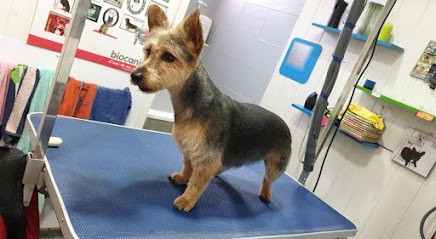 Salens Myrande, Toiletteur pour Animaux à Valenciennes