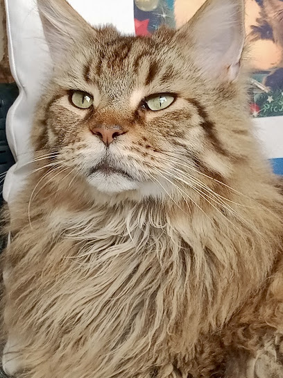 Toilettage Gelsso Sur Rdv - Chiens Et Chats Toiletteur Pour Animaux à la Seyne-sur-Mer