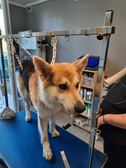 Bulle, Toiletteur pour Animaux à Saint-Pierre-d'Oléron