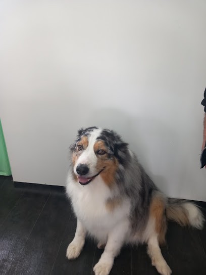 Toilettage & Soins Bulles De Poils, Toiletteur pour Animaux à Mandeure