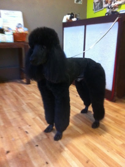 Chien Service, Toiletteur pour Animaux à Roncq