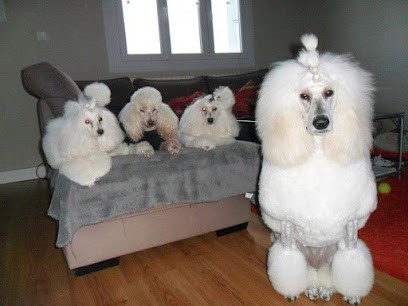 Peluche, Toiletteur pour Animaux à Lannion