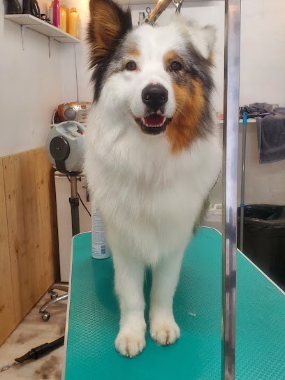 Toilet'o poil, Toiletteur pour Animaux à Castelnaudary