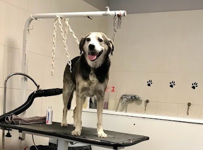 Salon Canin, Toiletteur pour Animaux à Vernon