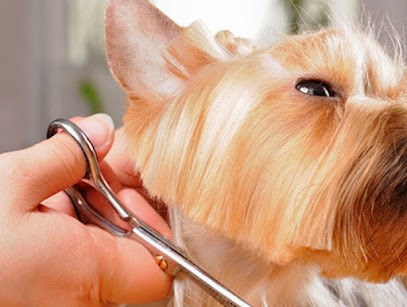 ALEX TOILETTAGE, Toiletteur pour Animaux à Soustons