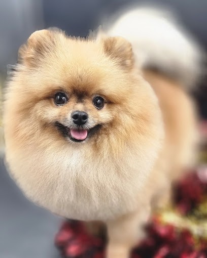 Maison Cococanin, Toiletteur pour Animaux au Pradet