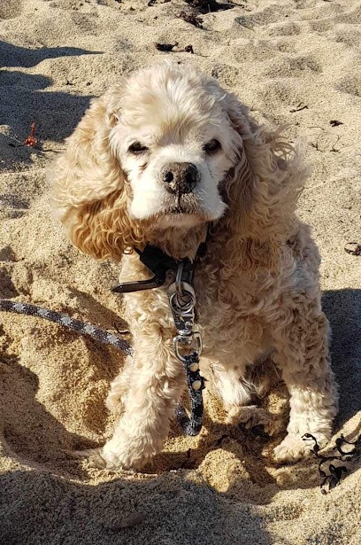 Mil'pat, Toiletteur pour Animaux à Nice