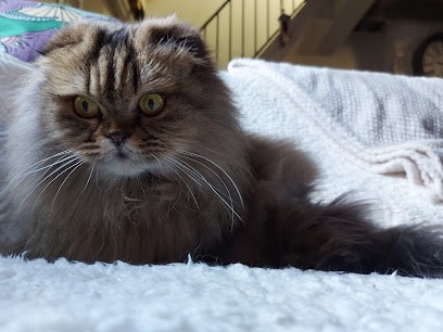 La Puce à l'Oreille, Toiletteur pour Animaux à Pont-de-Vaux
