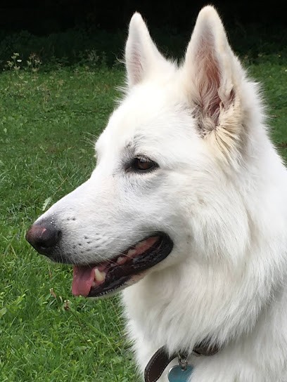 Toutou Bello Laura, Toiletteur pour Animaux à Montesson
