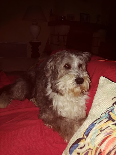 Dard Séverine, Toiletteur pour Animaux à Montélimar