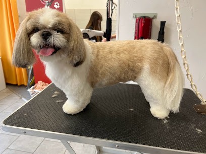 Les P'Tites Canailles, Toiletteur pour Animaux à Saint-Germain-des-Fossés