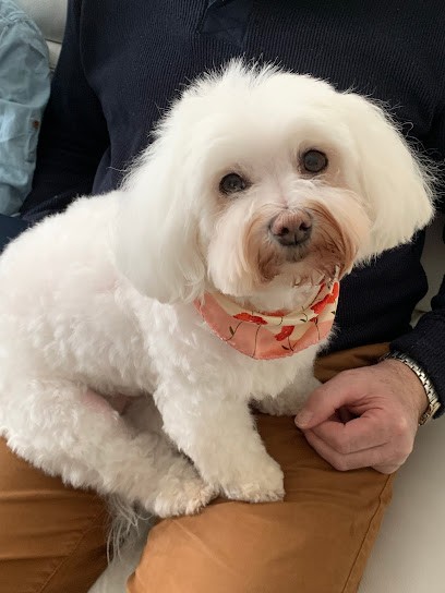 Toutou Tif, Toiletteur pour Animaux à Joigny