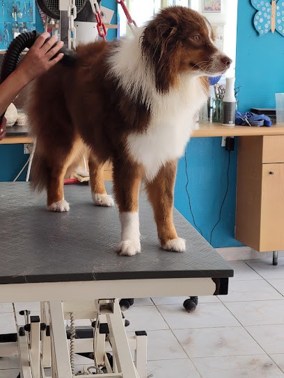 Elegance Canine, Toiletteur pour Animaux au Nouvion-en-Thiérache