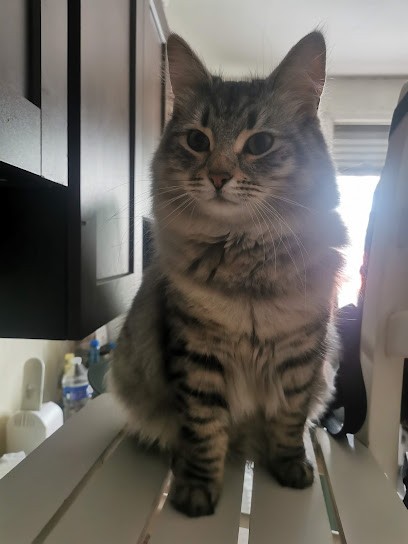 DOG GROOMING LOVY, Toiletteur pour Animaux à Vienne