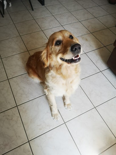 Chiens et Chats, Toiletteur pour Animaux à Châtenoy-le-Royal