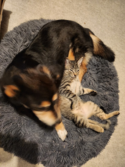 Stephanie Toilettage - A Domicile Toiletteur Pour Animaux à Brou