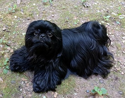 Canicoiff', Toiletteur pour Animaux à Lyon 08