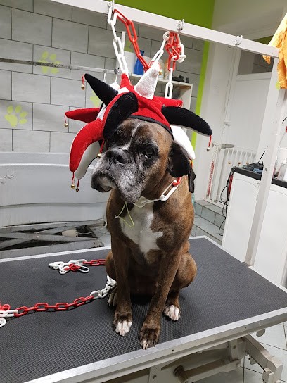 AU BONHEUR CANIN, Toiletteur pour Animaux à Steenbecque