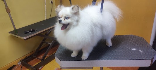 Coupe toutou, Toiletteur pour Animaux à Saint-Didier-sous-Aubenas