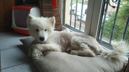 Fanfan toilettage, Toiletteur pour Animaux à Bouzonville