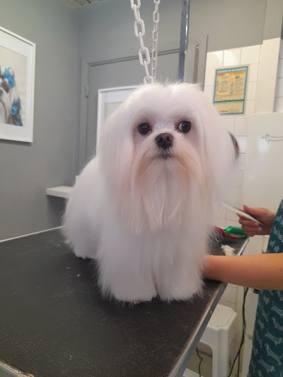 Magichiens, Toiletteur pour Animaux à Vence