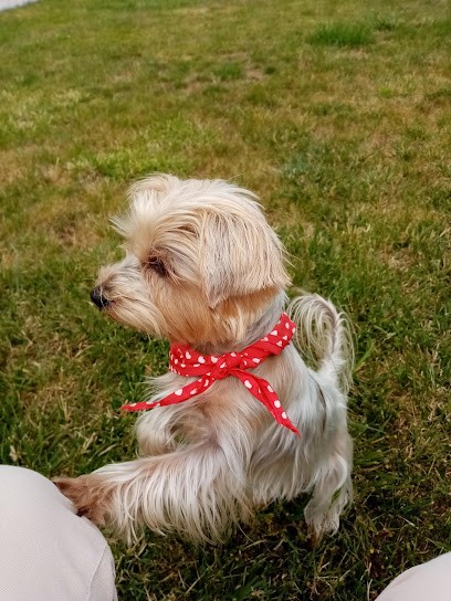 Kat Pattes, Toiletteur pour Animaux à Moëlan-sur-Mer