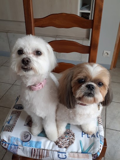 Crazy Dog, Toiletteur pour Animaux à Dives-sur-Mer