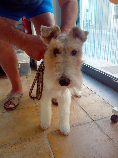 A l'Institut Oh My Dog Toilettage, Toiletteur pour Animaux à Agde