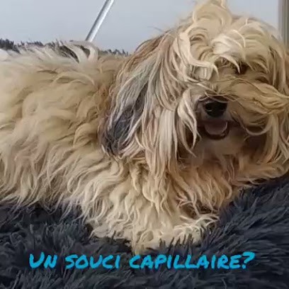 Mes Ciseaux Tes Pattes, Toiletteur pour Animaux à Saint-Abraham