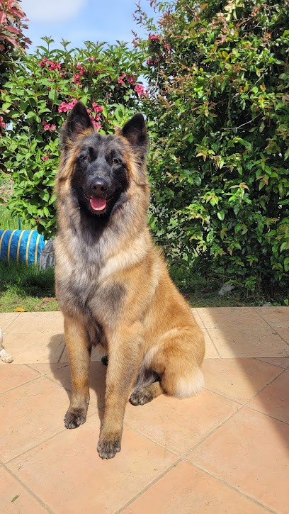 Boule De Poils, Toiletteur pour Animaux à Montalieu-Vercieu