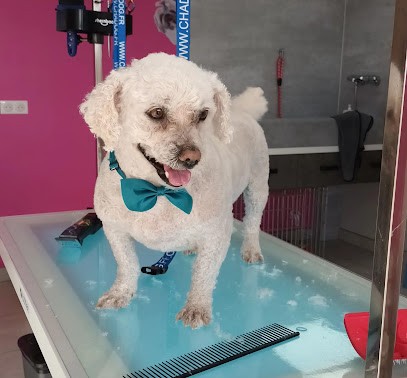 Styl'Dogs, Toiletteur pour Animaux à Tanavelle