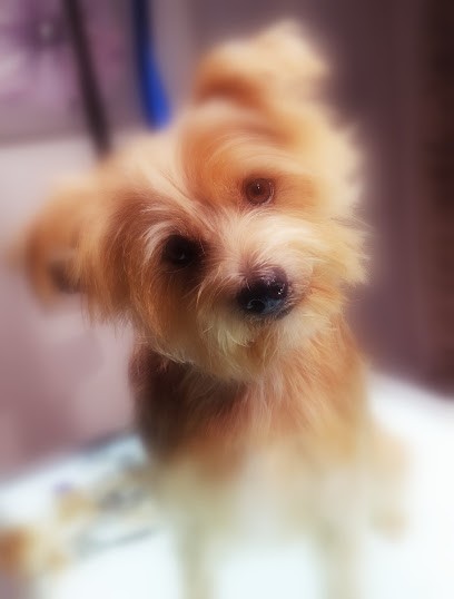 Flair'Allure, Toiletteur pour Animaux à Taulignan