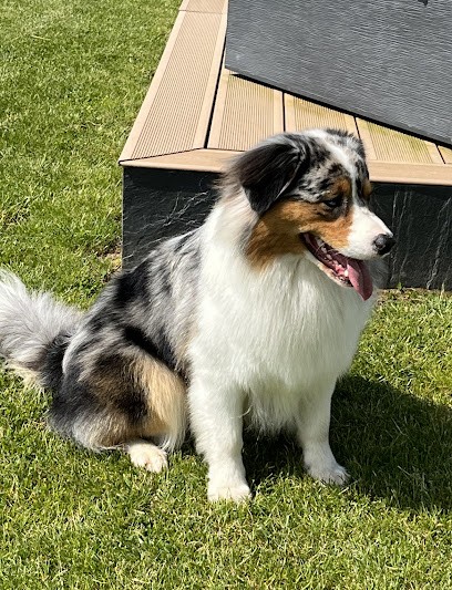 Atelier Du Chien, Le Bien-être Canin, Toiletteur pour Animaux à Saint-Lô