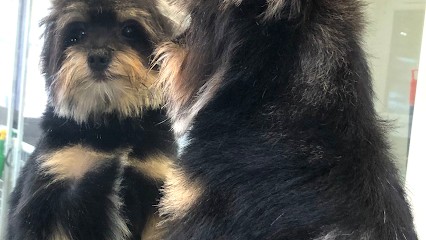 Passionimaux, Toiletteur pour Animaux à Nancy