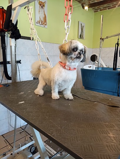 A l'Eau Toutou, Toiletteur pour Animaux à Somain