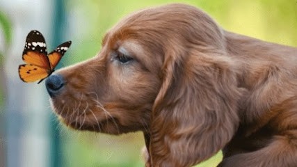 Chien beauté Tullins (Sur Rendez-vous), Toiletteur pour Animaux à Tullins
