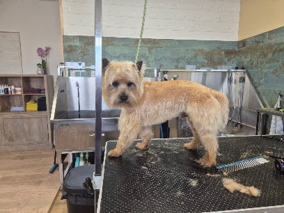 Les Baigneurs Canins, Toiletteur Pour Animaux à Moliets-et-Maa