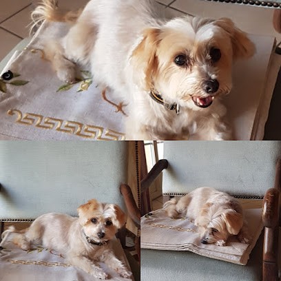 Belles Et Clochards, Toiletteur pour Animaux à Tonneins