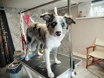 Le Sens du Poil, Toiletteur pour Animaux à Staffelfelden