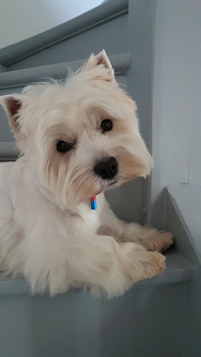 Sophie Toilettage, Toiletteur pour Animaux à Pacy-sur-Eure